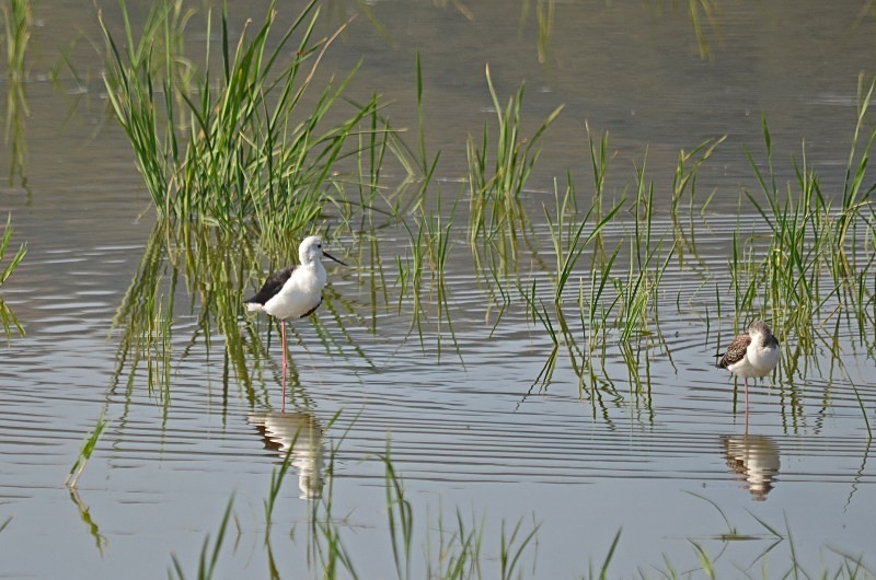 Black-winged Stilt - South Spain - September 2013