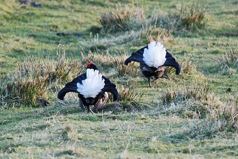 Black Grouse - Game birds