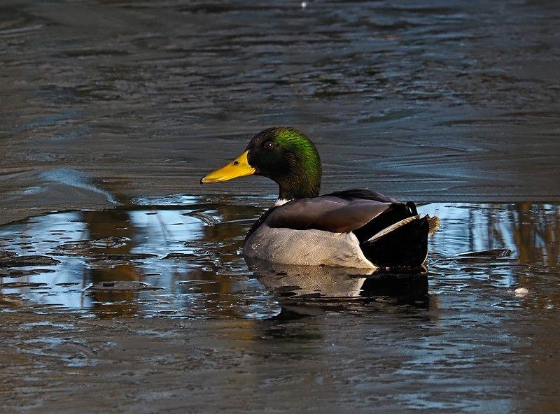 Mallard - Dabbling ducks
