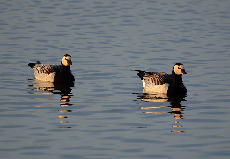Barnacle Geese - Black geese