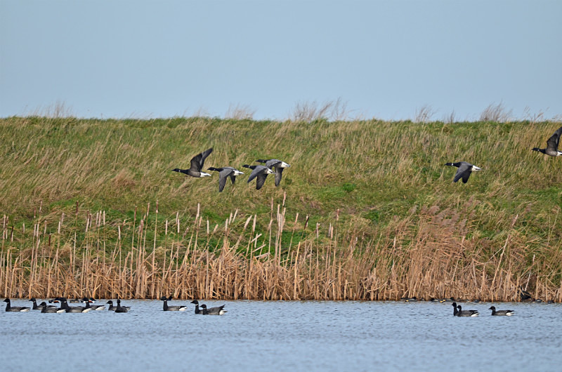 Dark-bellied Brent Geese - Black geese