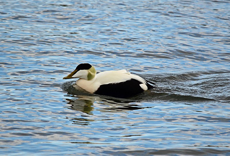 Eider - West Iceland