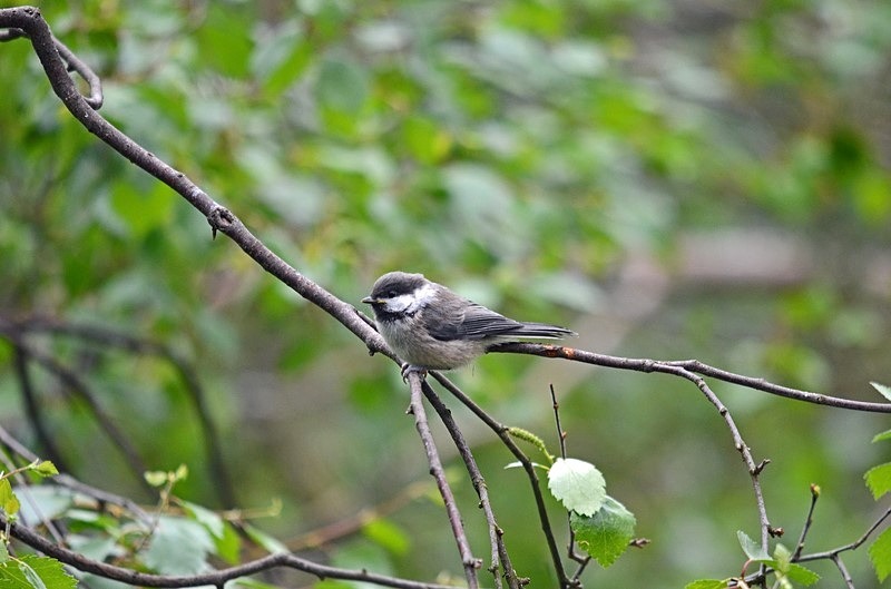 Siberian Tit - North Finland - part 1