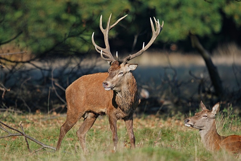 Red Deer - Red Deer