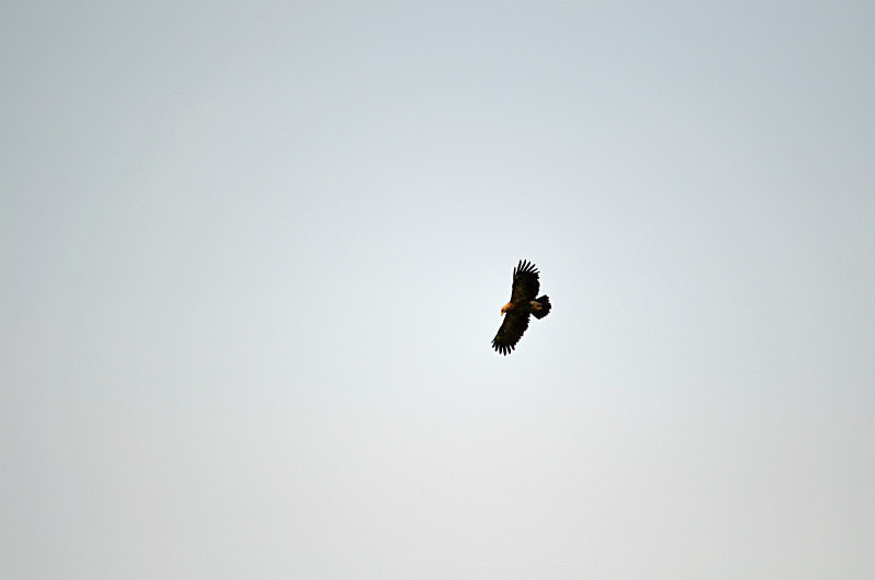 Lesser Spotted Eagle - Estonia