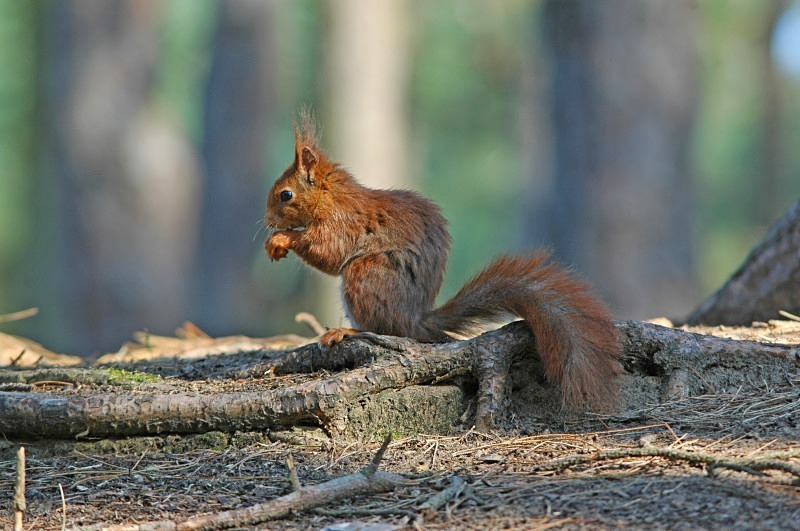 Red Squirrel - Red Squirrels
