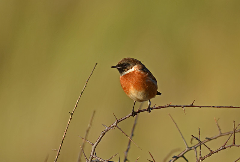 Stonechat - Chats