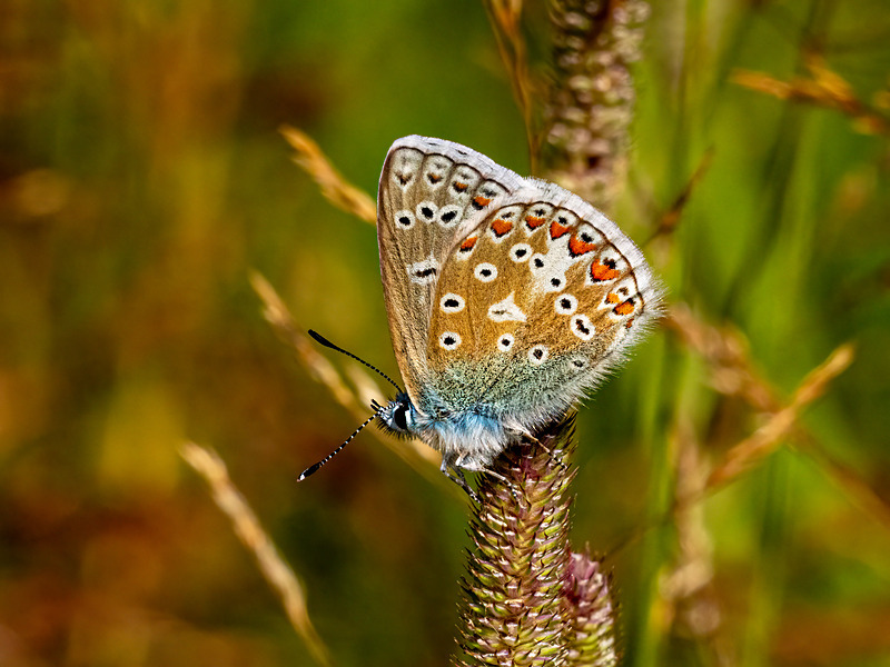 Common Blue - Latest photos