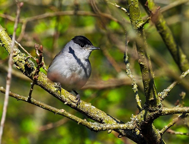 Blackcap - Warblers