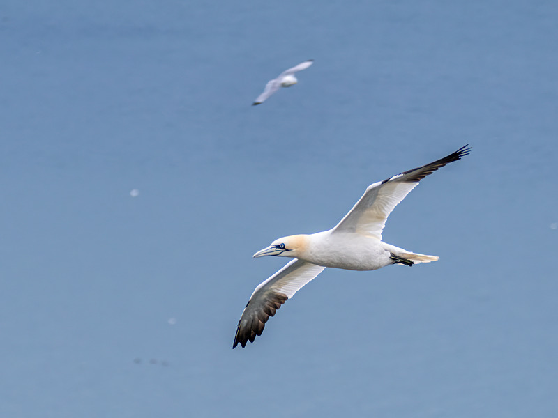 Gannet - Latest photos