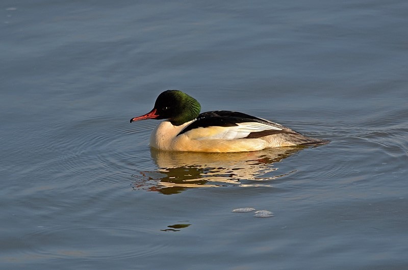Goosander - Sawbills