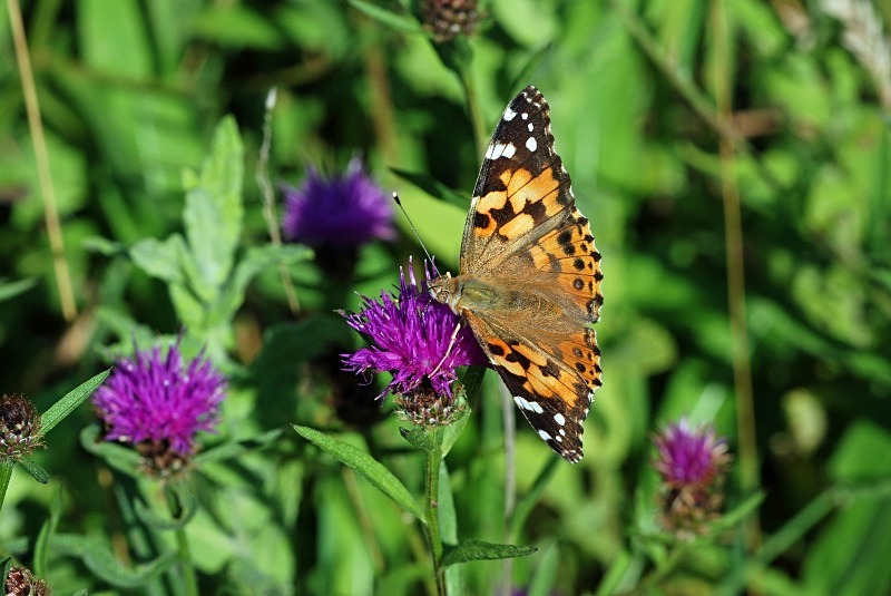 Painted Lady - Butterflies