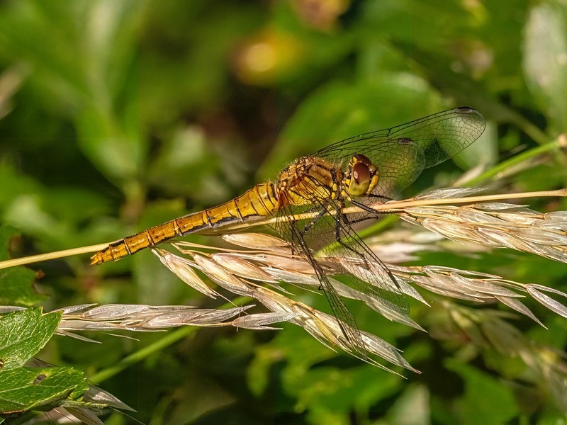 Ruddy Darter - Dragonflies and damselflies