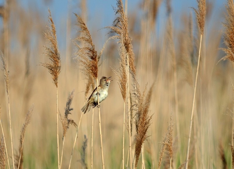 Great Reed Warbler - Hungary