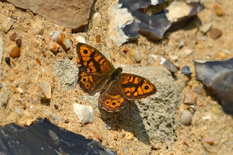 Wall - Butterflies