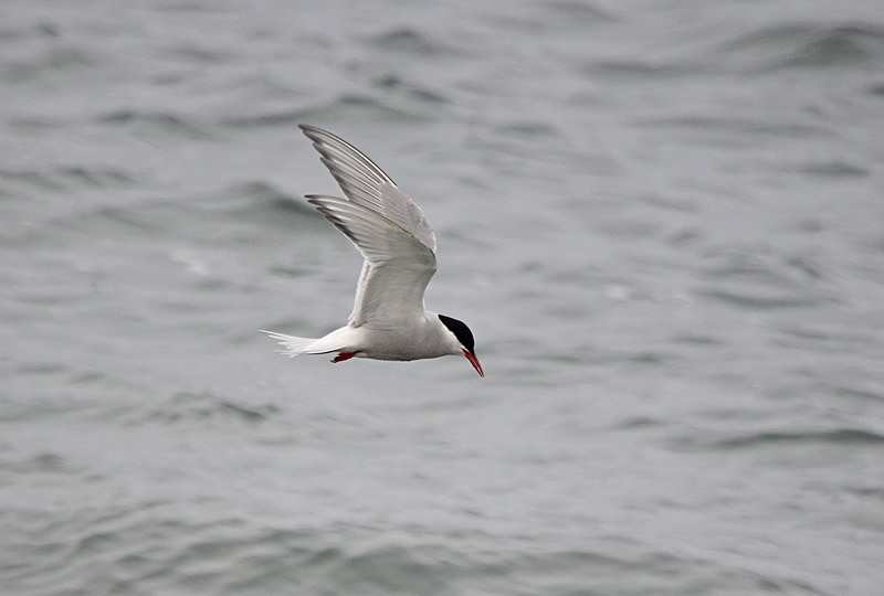 Arctic Tern - North east Iceland
