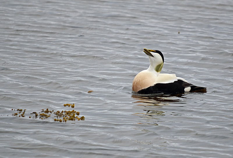 Eider - North east Iceland