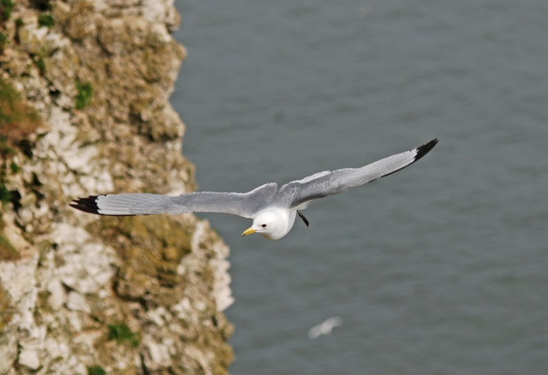 Kittiwake - Gulls