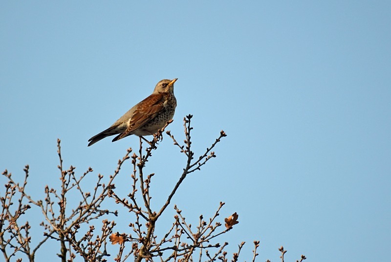 Fieldfare - Thrushes