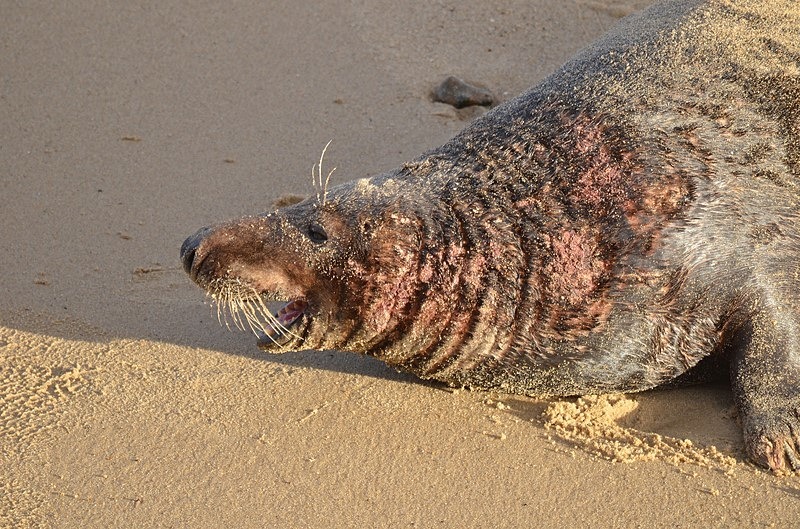 Atlantic Grey Seal - Atlantic Grey Seals