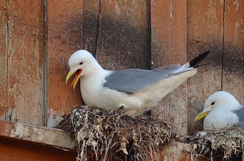 Kittiwakes - North Norway