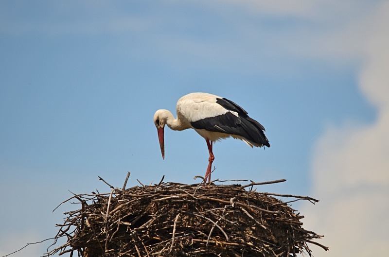 White Stork - South and west Spain - April and May 2012