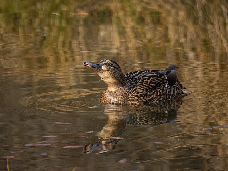 Mallard - Dabbling ducks