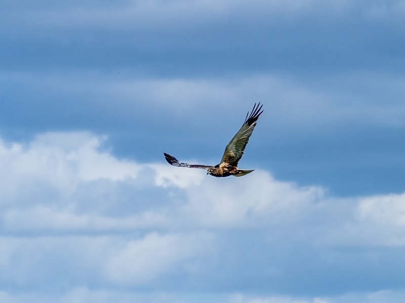Marsh Harrier - Birds of prey