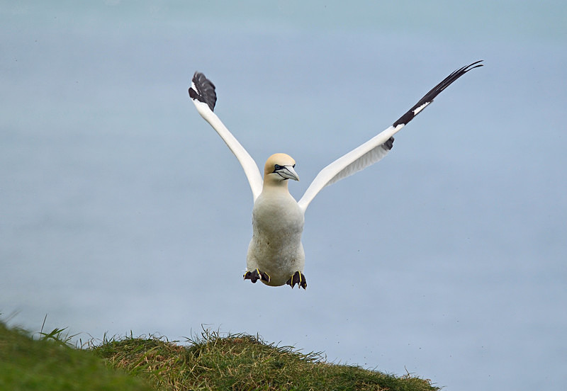 Gannet - Gannets