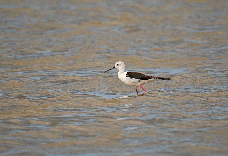 Black-winged Stilt - South and west Spain - April and May 2012