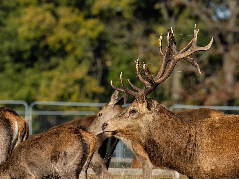 Red Deer - Red Deer