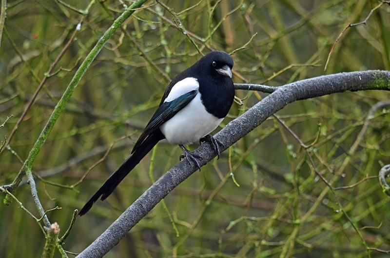 Magpie - Crows