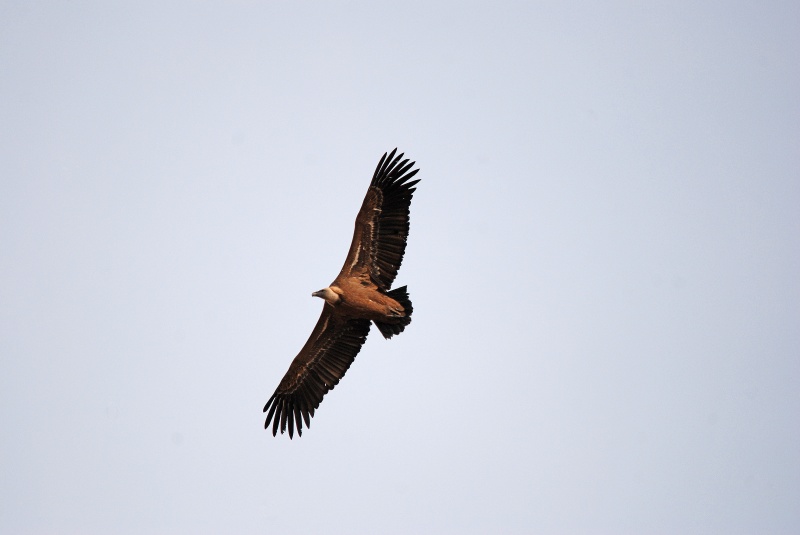Griffon Vulture - Aragon