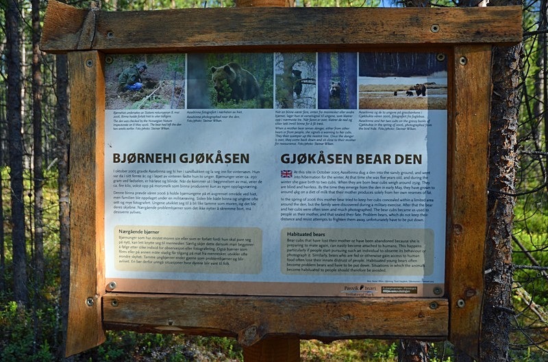 Gjøkåsen bear den, Pasvikdalen, Troms og Finnmark, Norway - North Norway