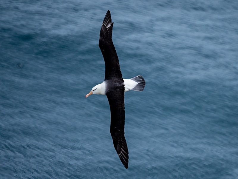 Black-browed Albatross - Albatrosses