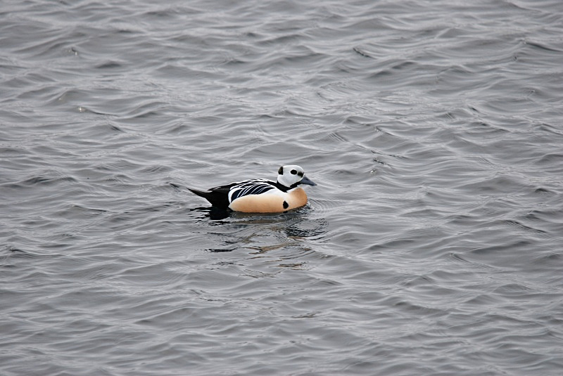 Steller's Eider - Norway