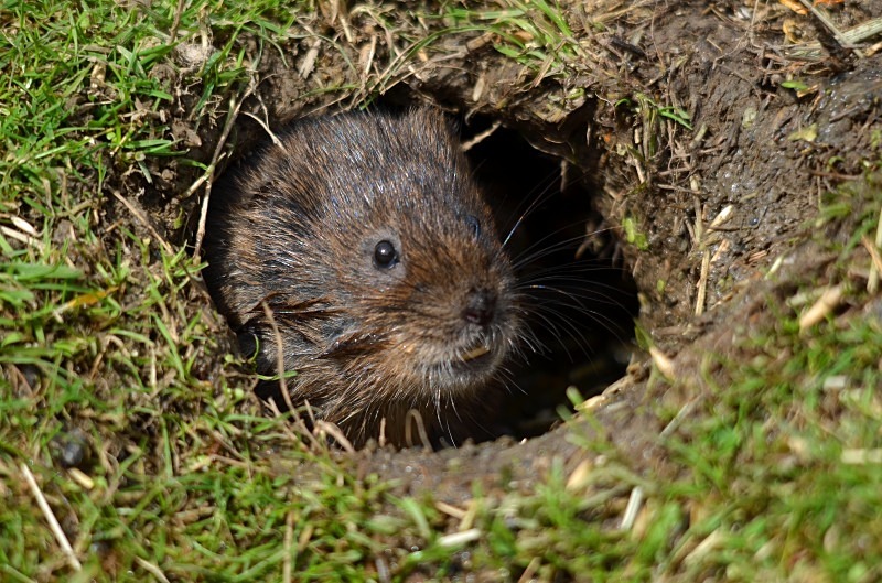 Water Vole - Water Vole