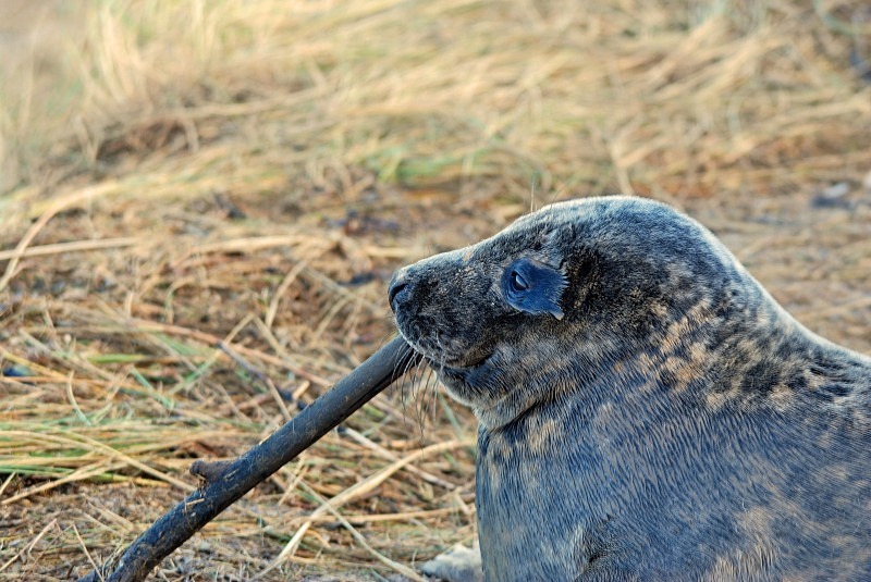 Atlantic Grey Seal - Atlantic Grey Seals