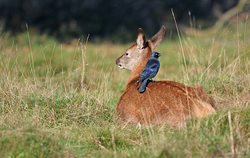 Red Deer - Red Deer