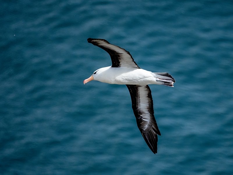 Black-browed Albatross - Albatrosses