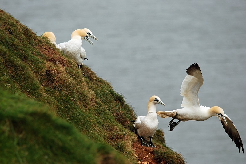Gannets - Gannets