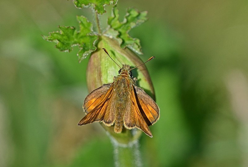 Large Skipper - Butterflies