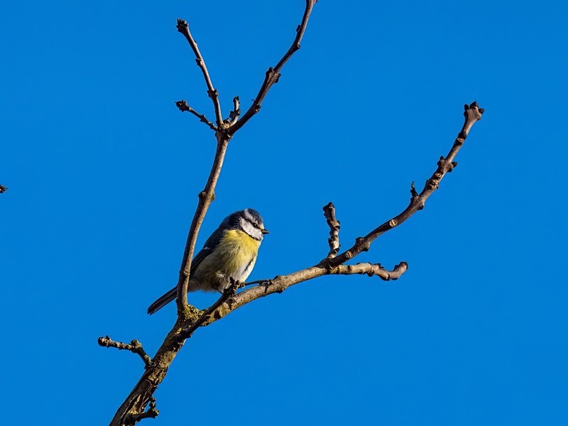 Blue Tit - Tits