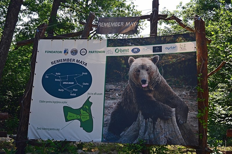 Libearty Bear Sanctuary, Zărneşti, Brașov County, Romania - Romania