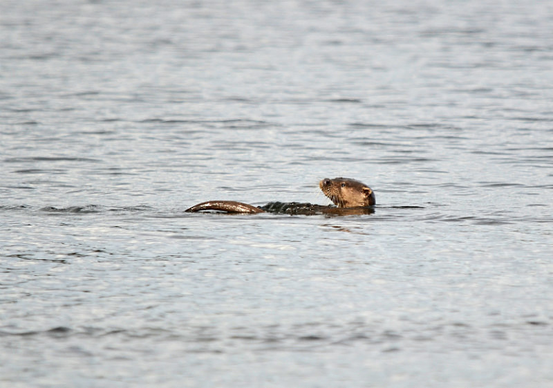 Otter - Otters