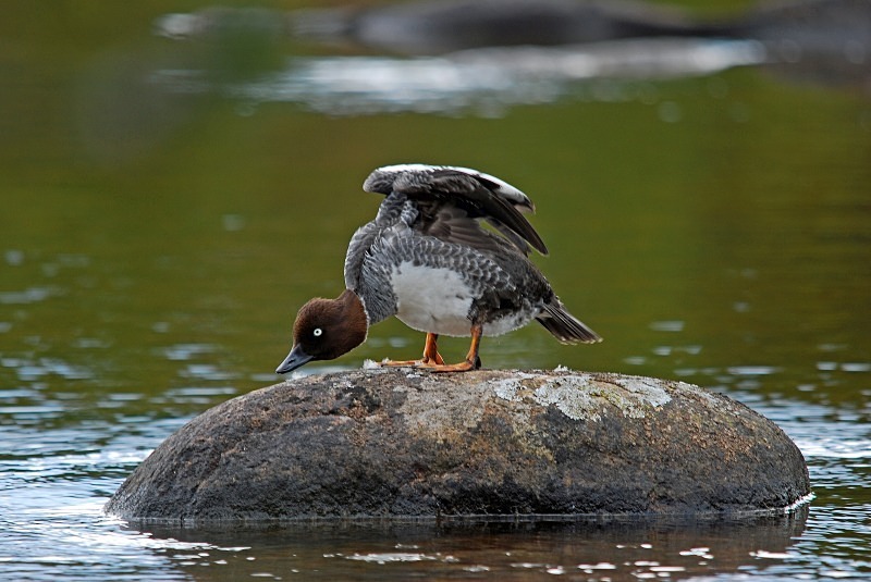 Goldeneye - Diving ducks