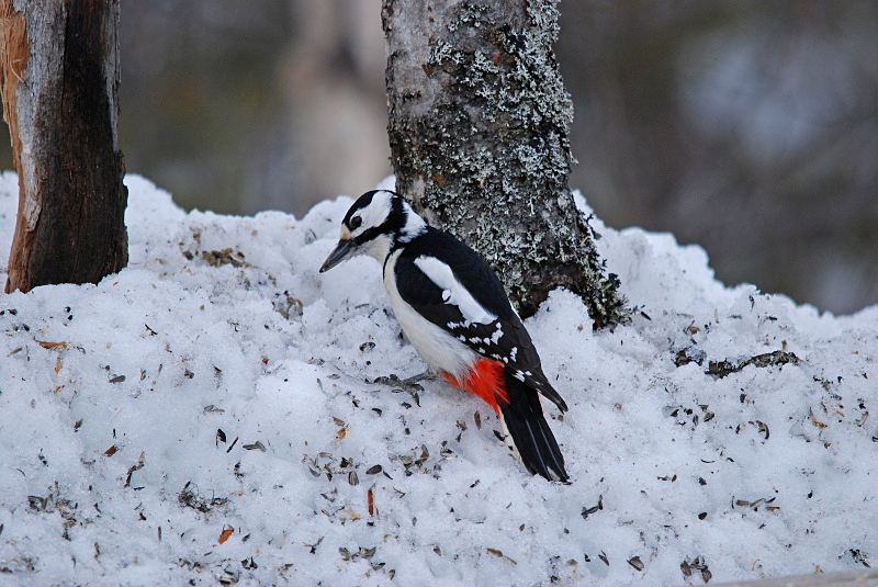 Great Spotted Woodpecker - Finland