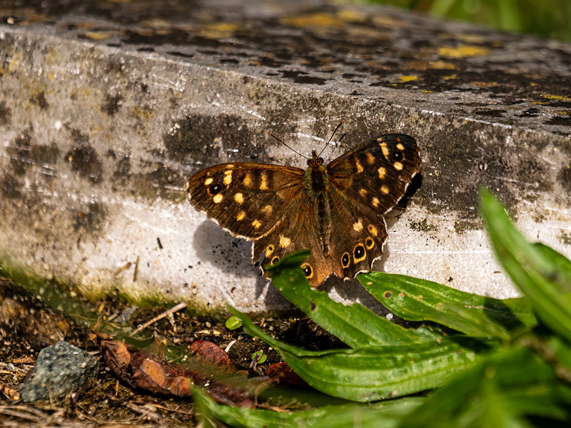 Speckled Wood - Latest photos