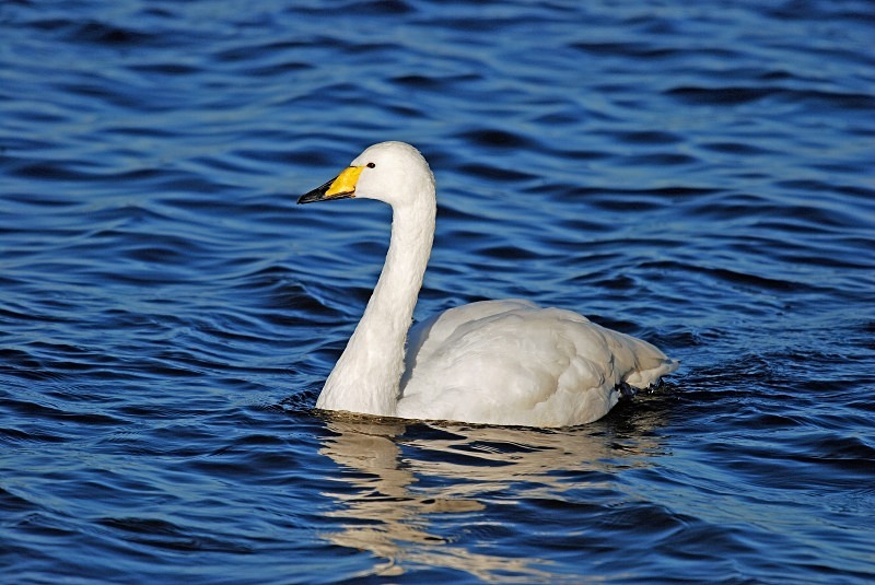Whooper Swan - Whooper and Bewick's Swans