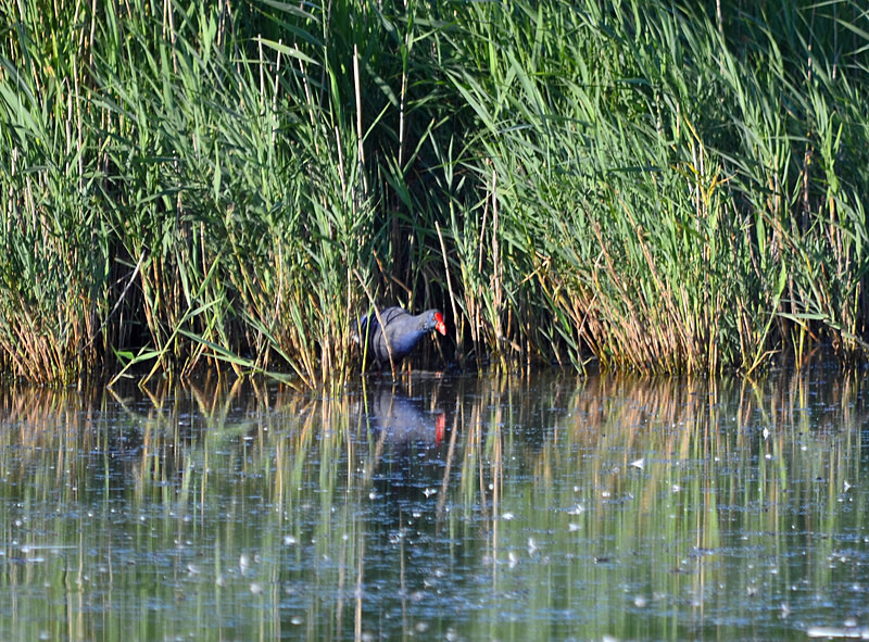 (Western) Purple Swamphen - Crakes and rails